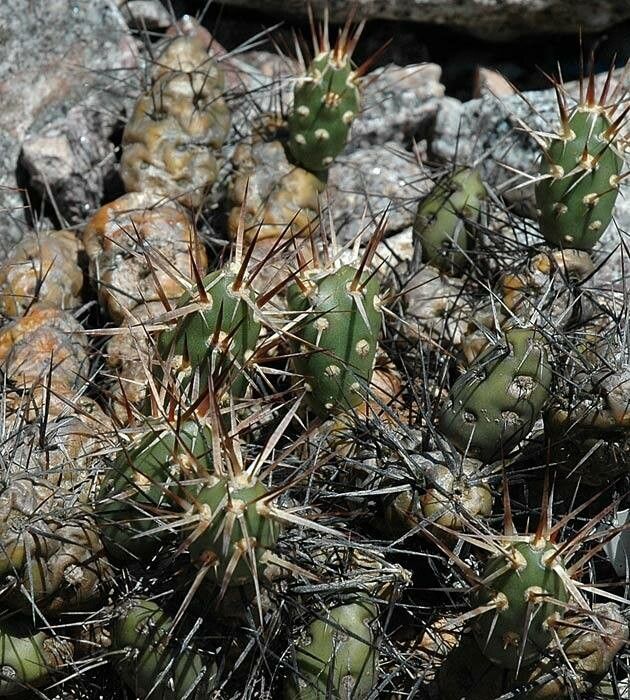 Maihueniopsis darwinii — houseplant care guide