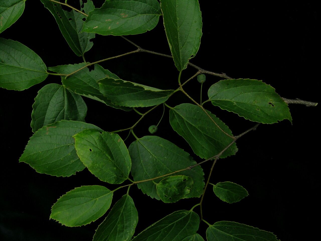 Celtis tetrandra habit