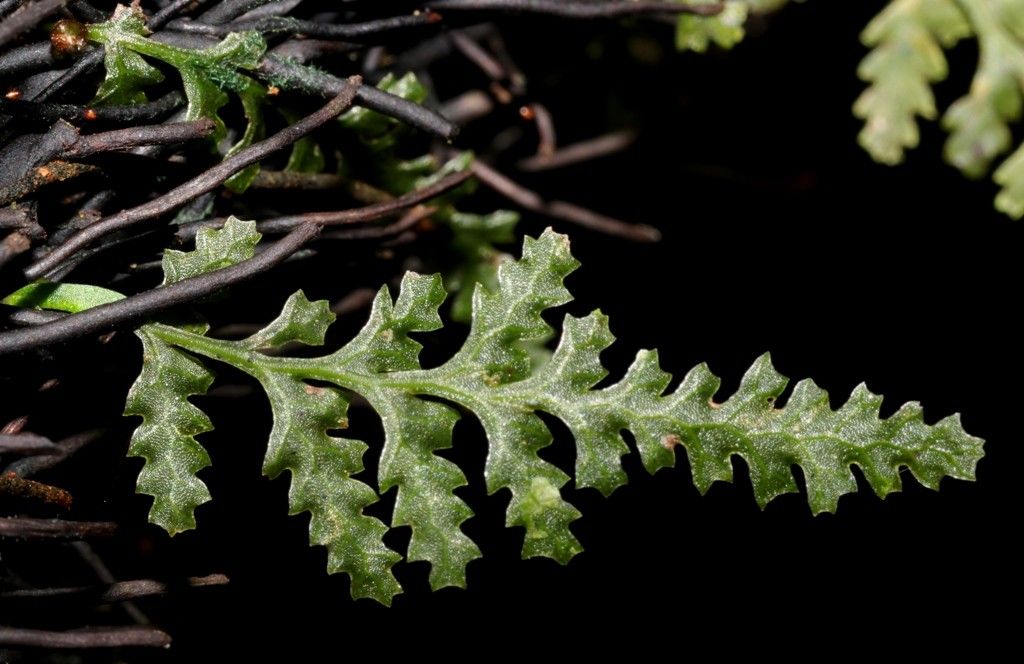 Trichomanes vieillardii — houseplant care guide