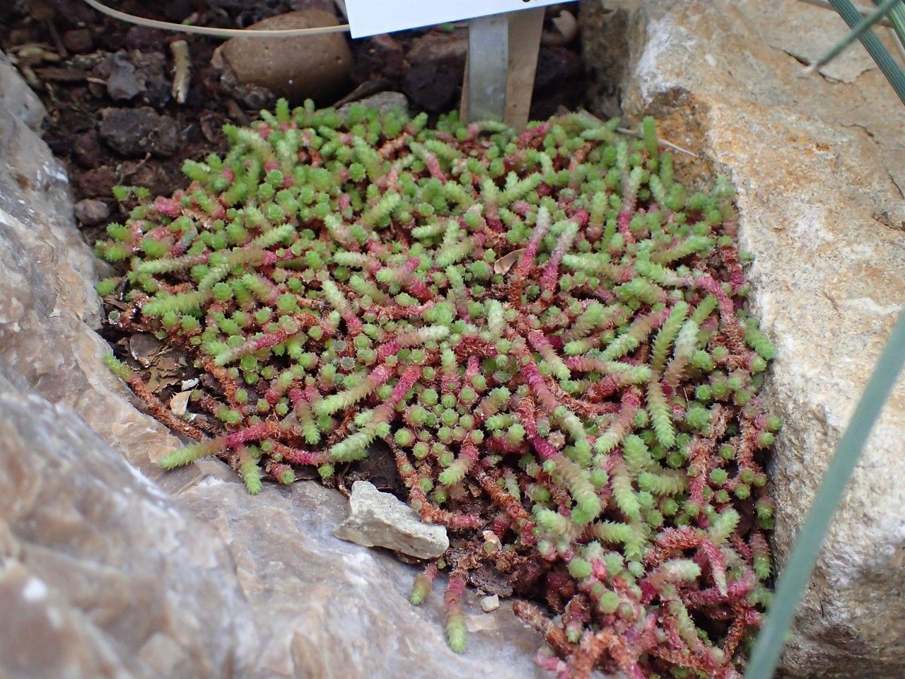 Sedum humifusum habit