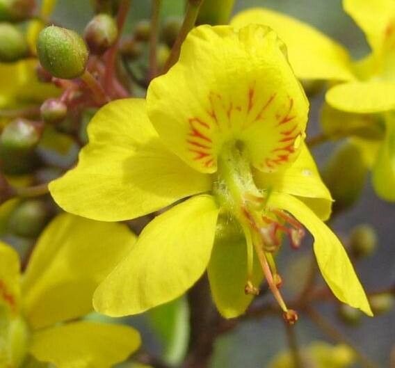 Haematoxylum brasiletto flower