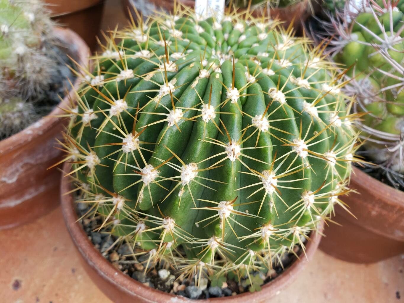 Soehrensia formosa habit