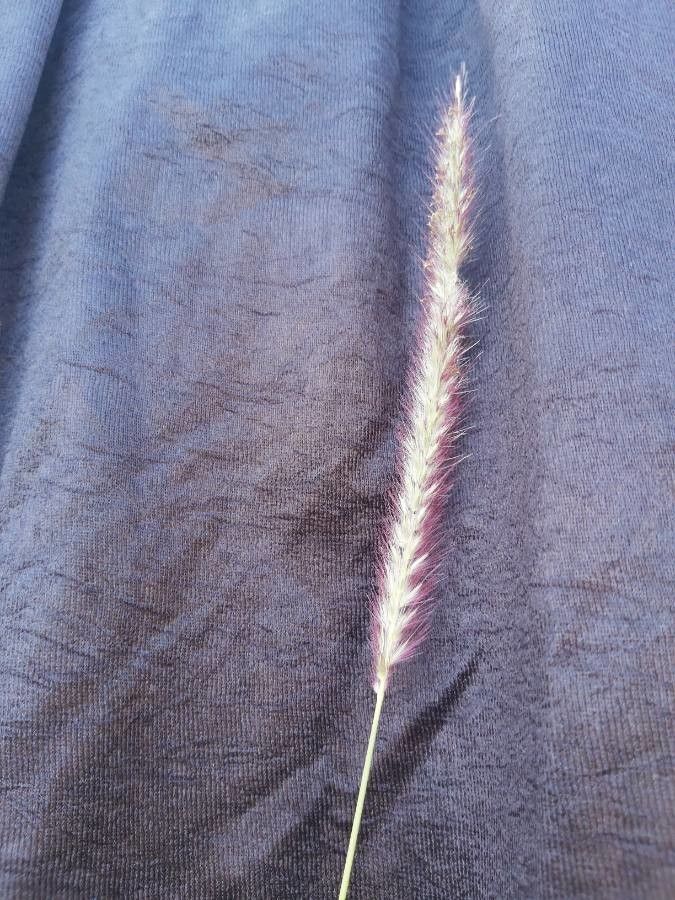 Pennisetum polystachion flower