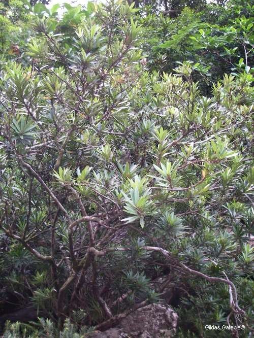 Planchonella saligna habit