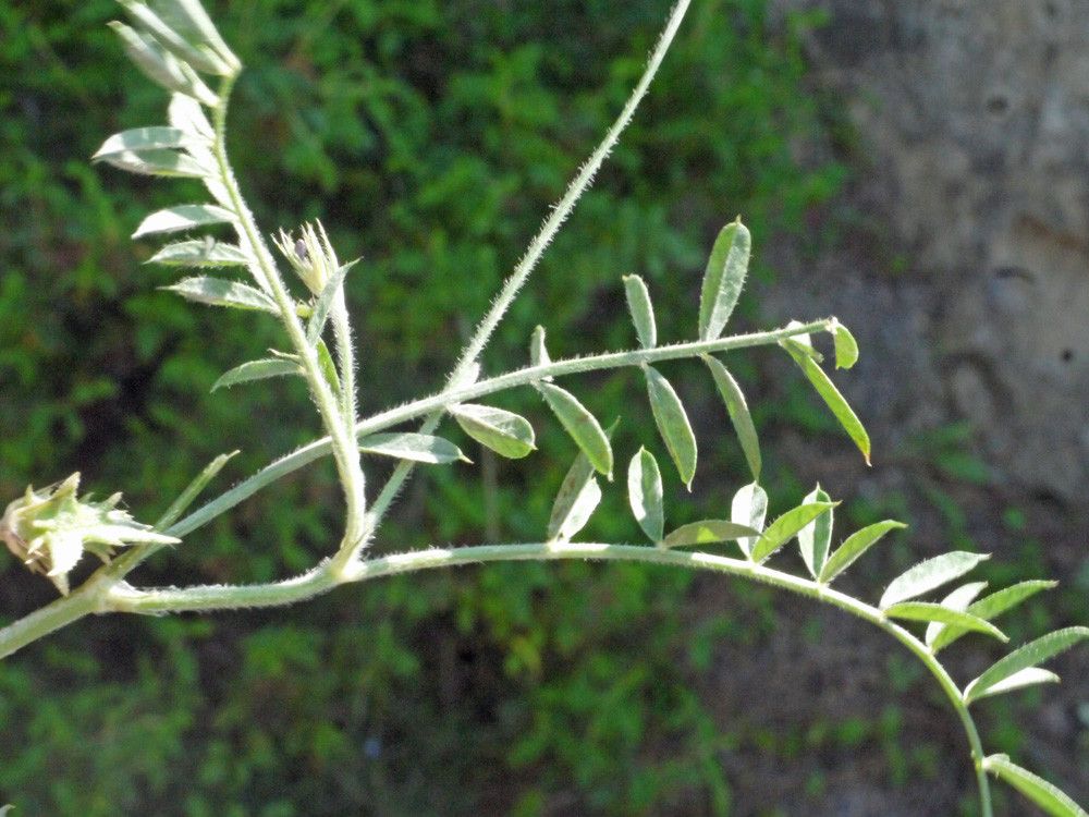 Onobrychis crista-galli other