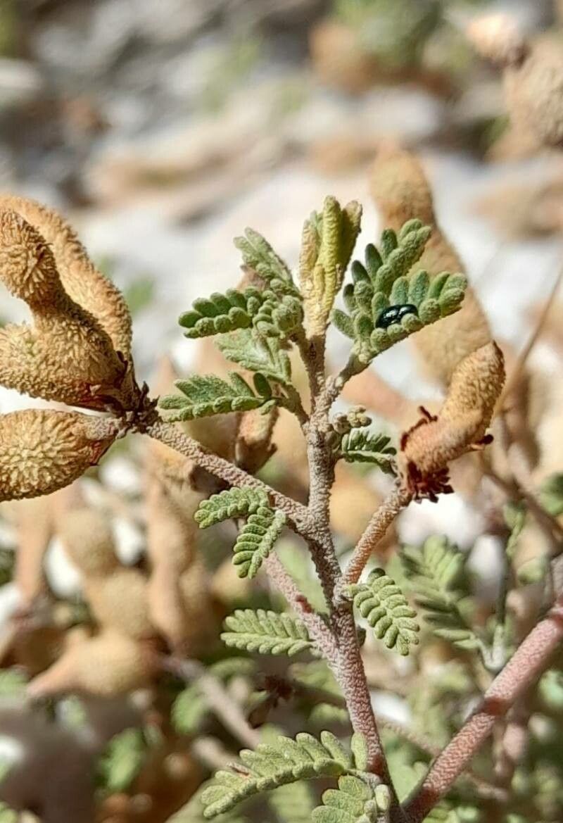 Mimosa rocae — search result for 'Mimosa'