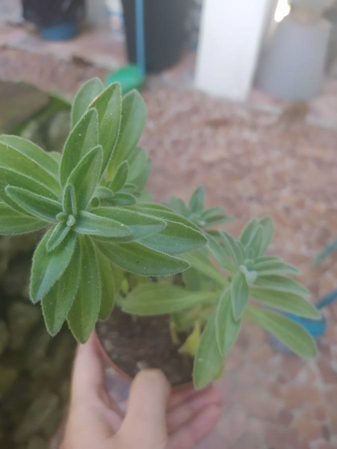 Aeollanthus parvifolius leaf