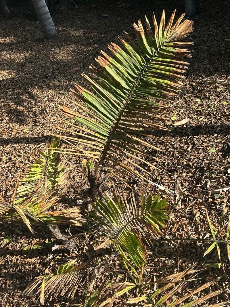 Arenga micrantha — houseplant care guide