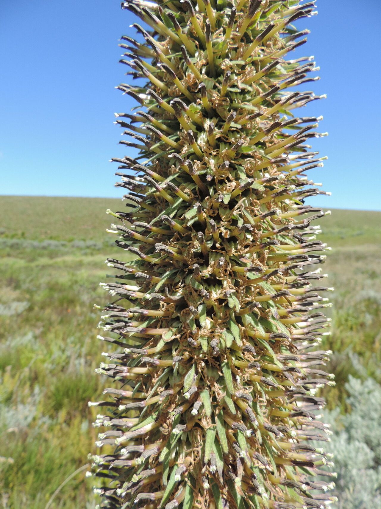 Lobelia mildbraedii — houseplant care guide