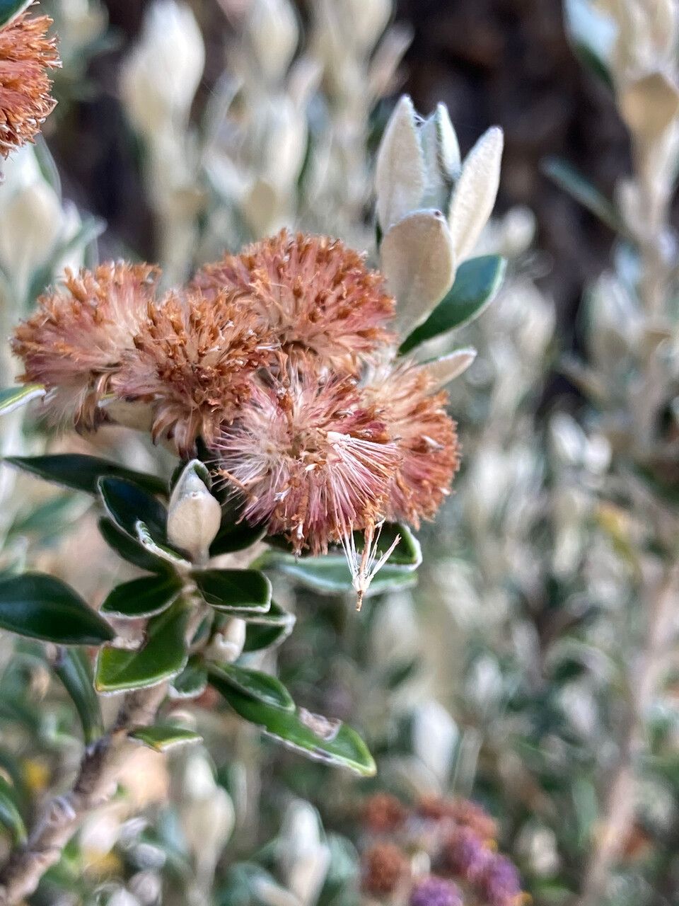 Diplostephium rhomboidale fruit