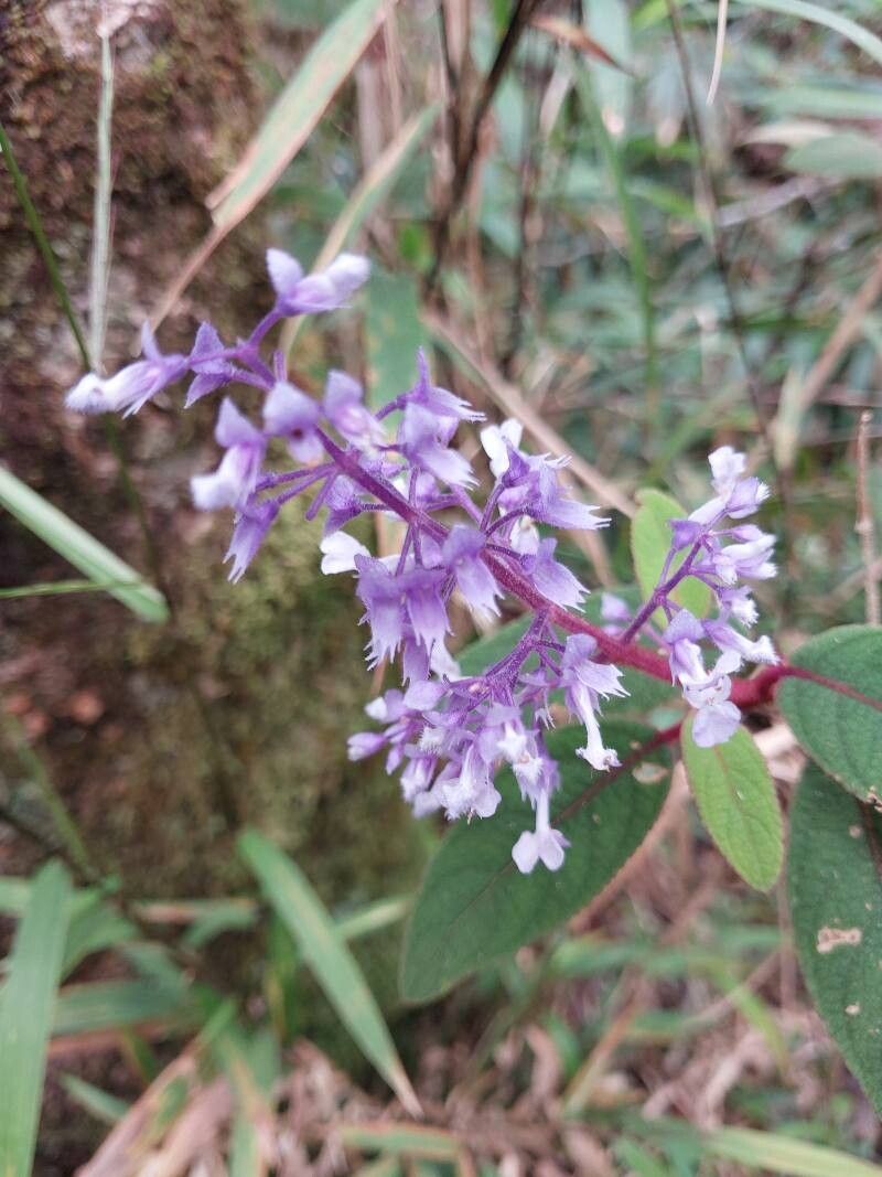 Plectranthus vestitus flower