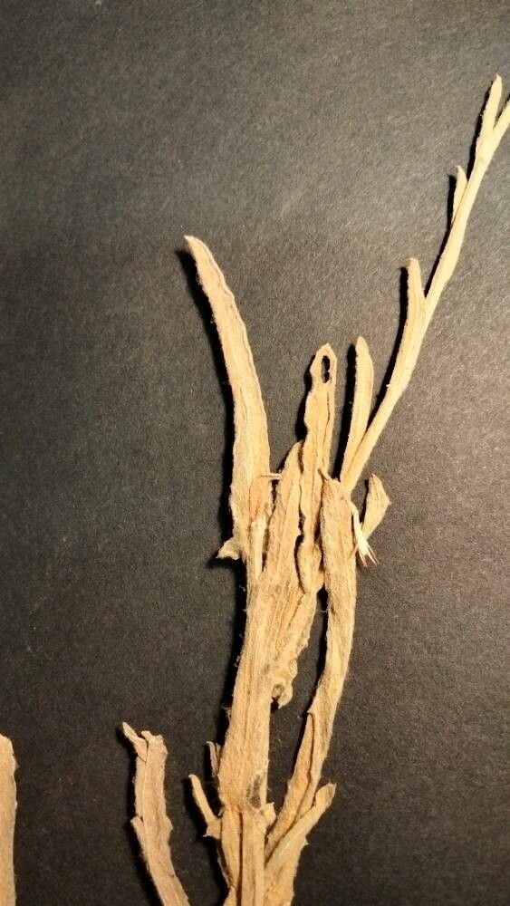 Centaurea exarata — houseplant care guide