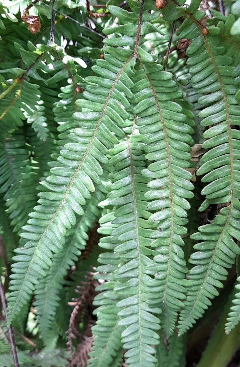 Sticherus squamulosus leaf