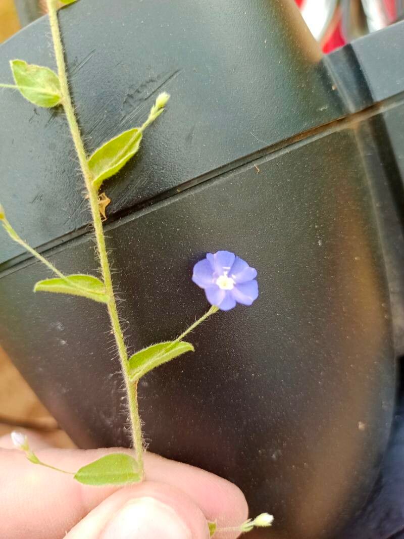 Evolvulus anagalloides — related species from the same genus