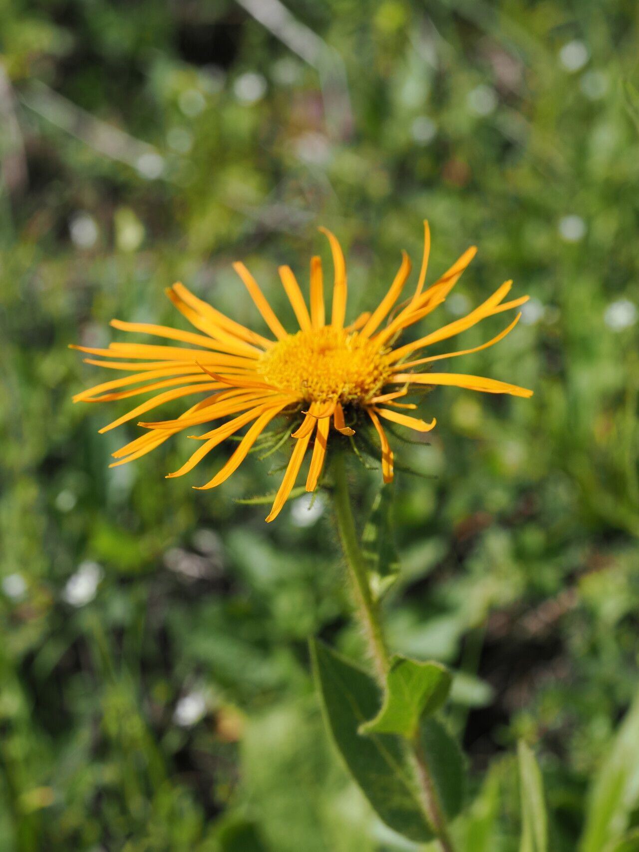 Inula orientalis flower