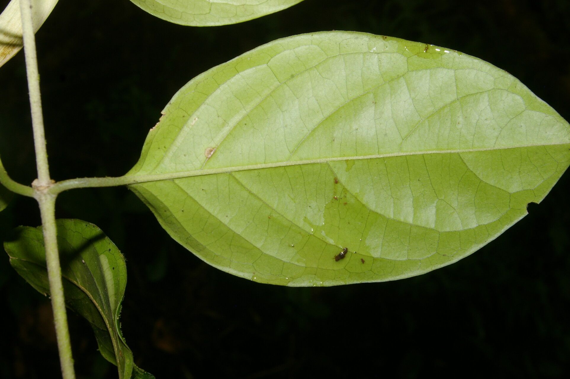 Tetrapterys tinifolia — houseplant care guide