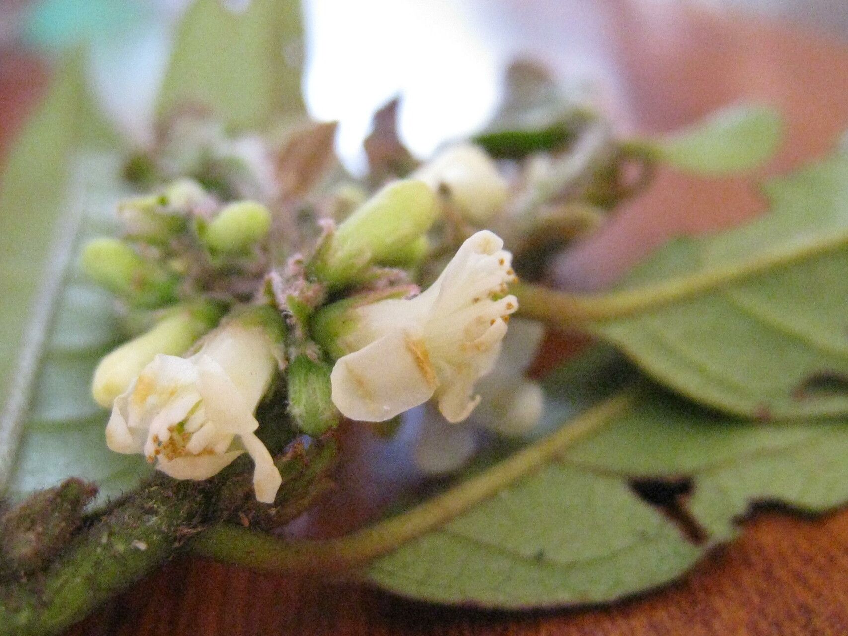 Symplocos guianensis other