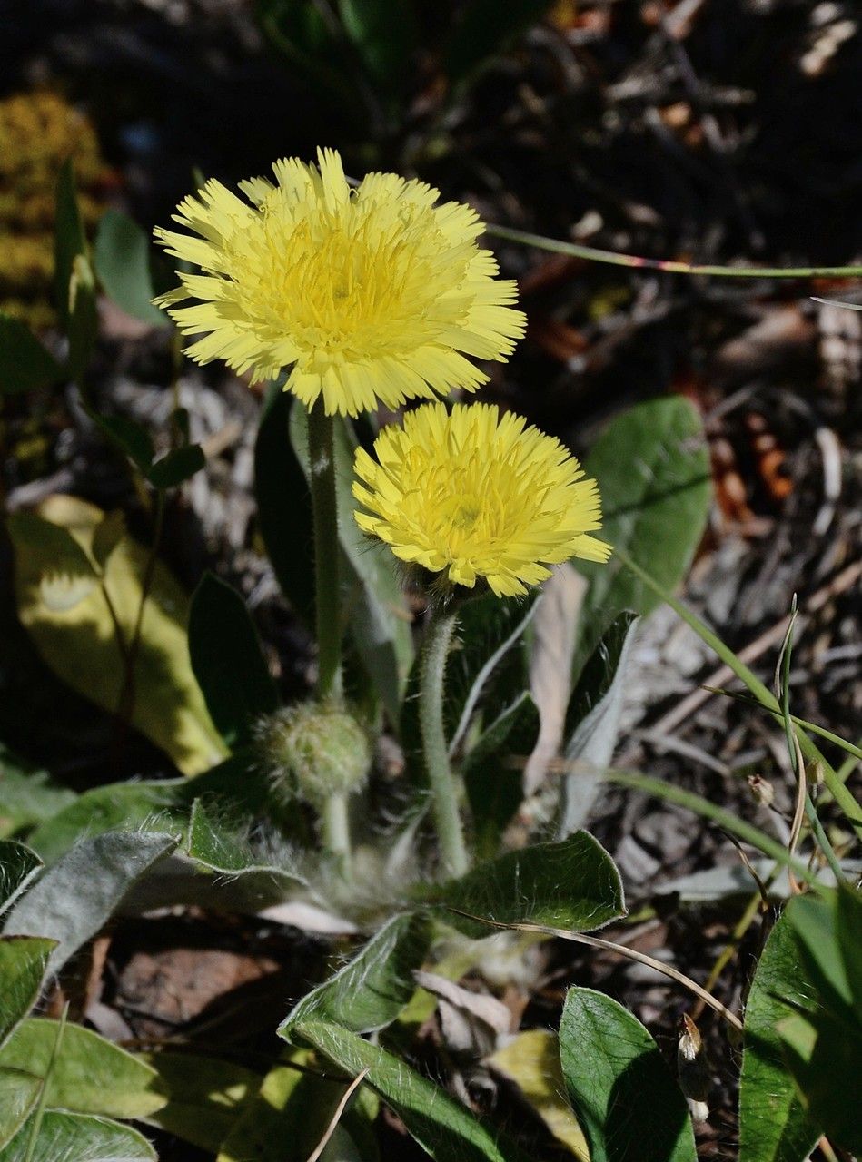 Pilosella peleteriana habit