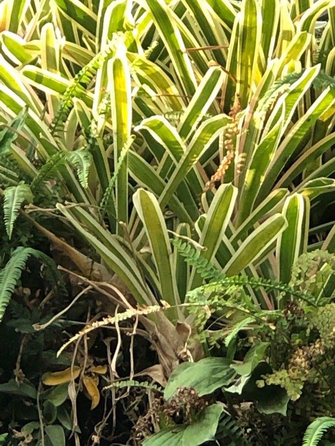 Neoregelia compacta cv. 'Bossa Nova' — houseplant care guide