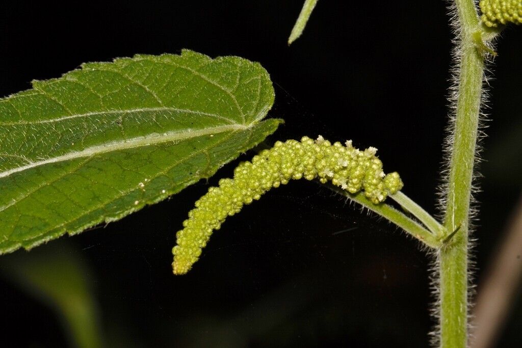 Acalypha petiolaris flower