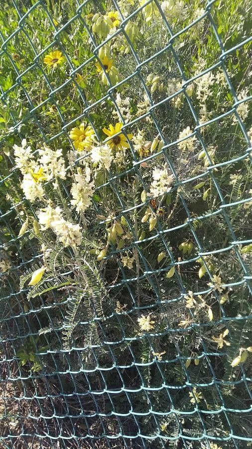 Astragalus pachypus — houseplant care guide