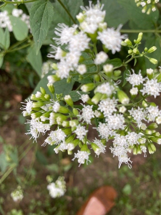 Ageratina paupercula — search result for 'Ageratina'