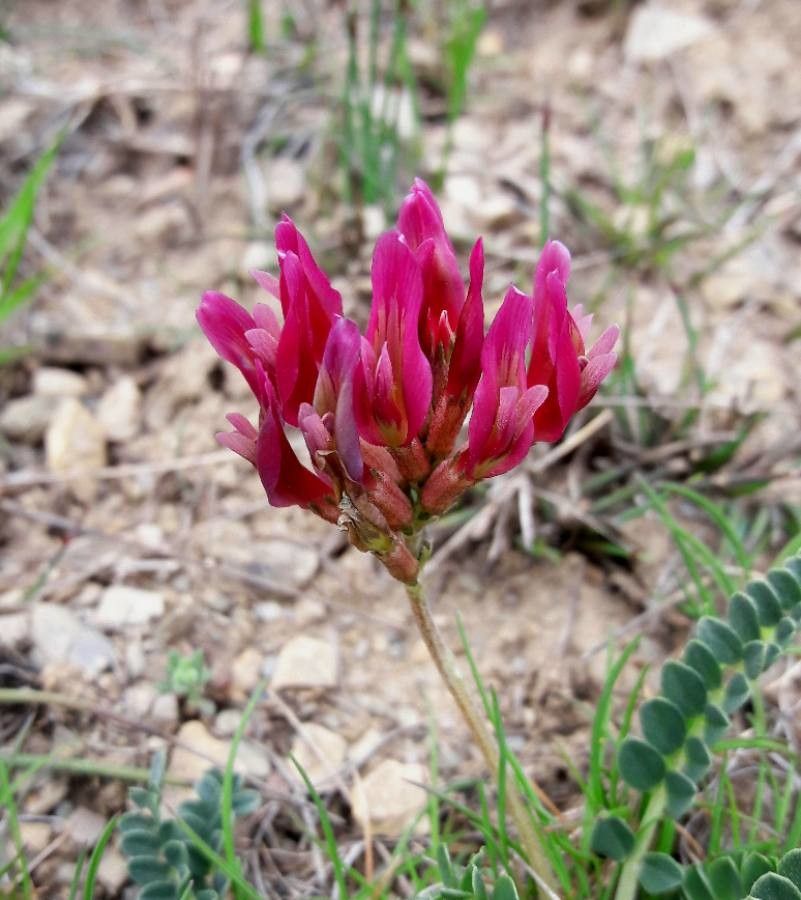 Astragalus incanus flower