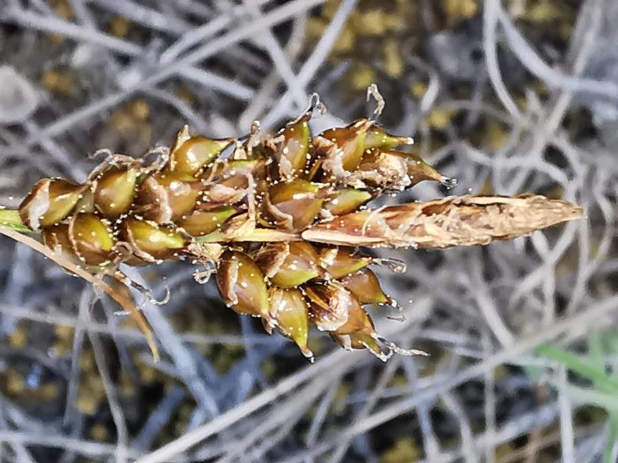 Carex liparocarpos flower