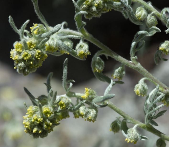 Artemisia eriantha flower
