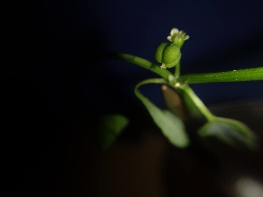 Euphorbia graminea fruit