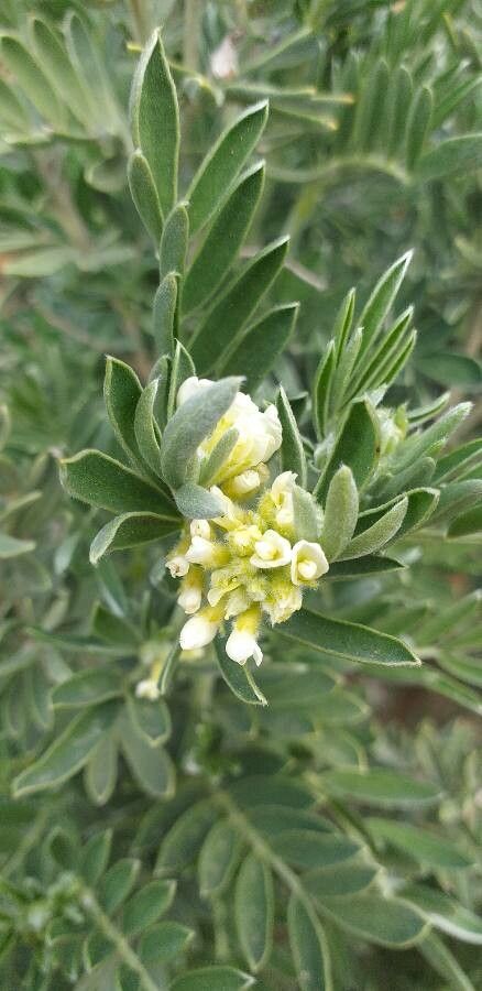 Anthyllis barba-jovis flower