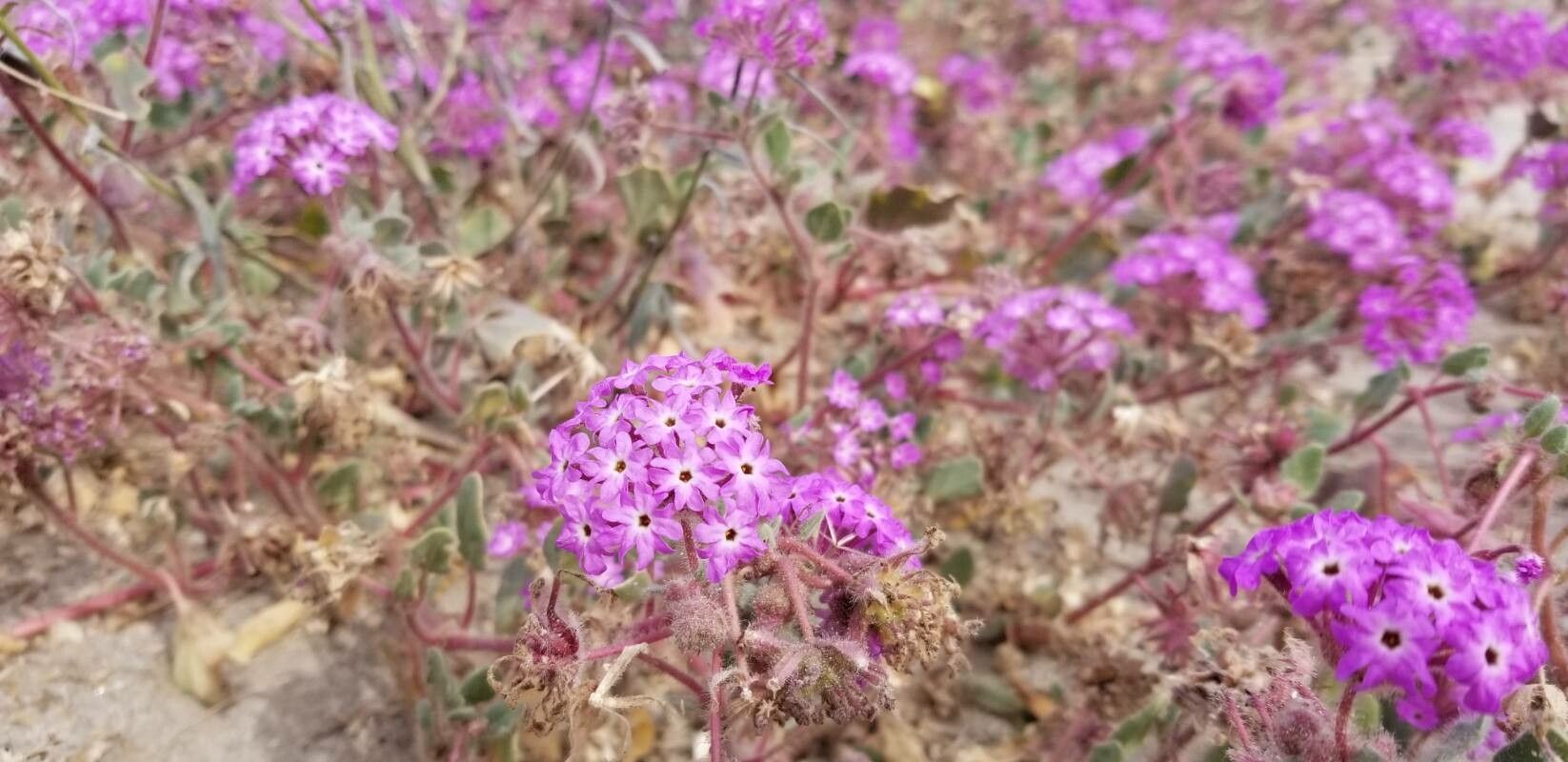 Abronia villosa — houseplant care guide