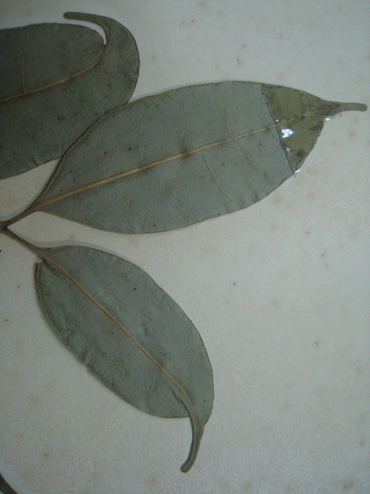 Tabernaemontana attenuata other