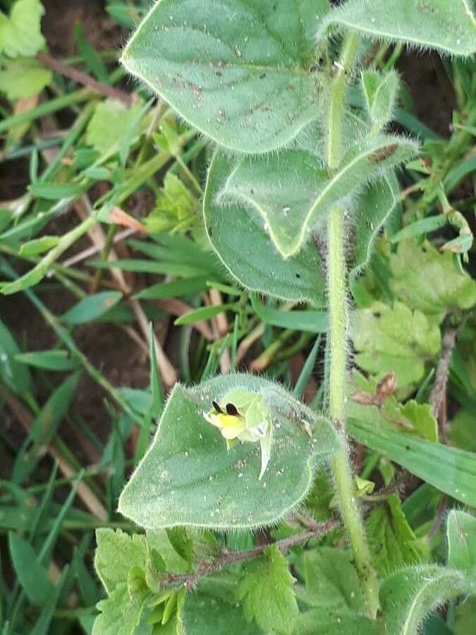 Kickxia spuria flower