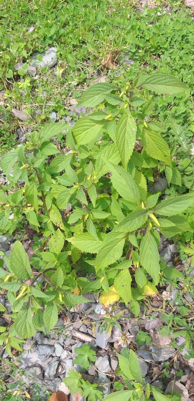 Elsholtzia ciliata leaf