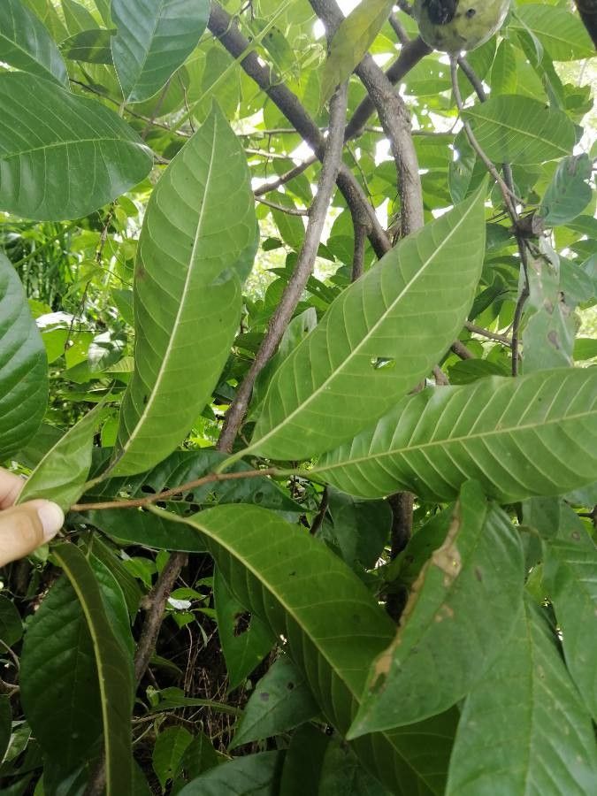 Annona reticulata leaf