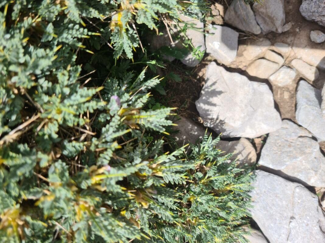 Astragalus creticus — houseplant care guide