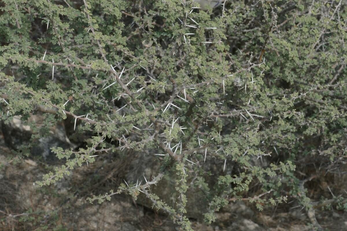 Vachellia tortilis — search result for 'Acacia'