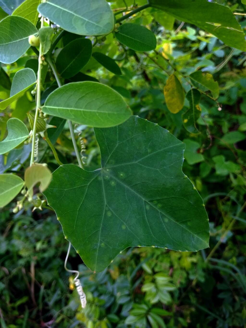Coccinia grandis — search result for 'Cucurbitaceae'