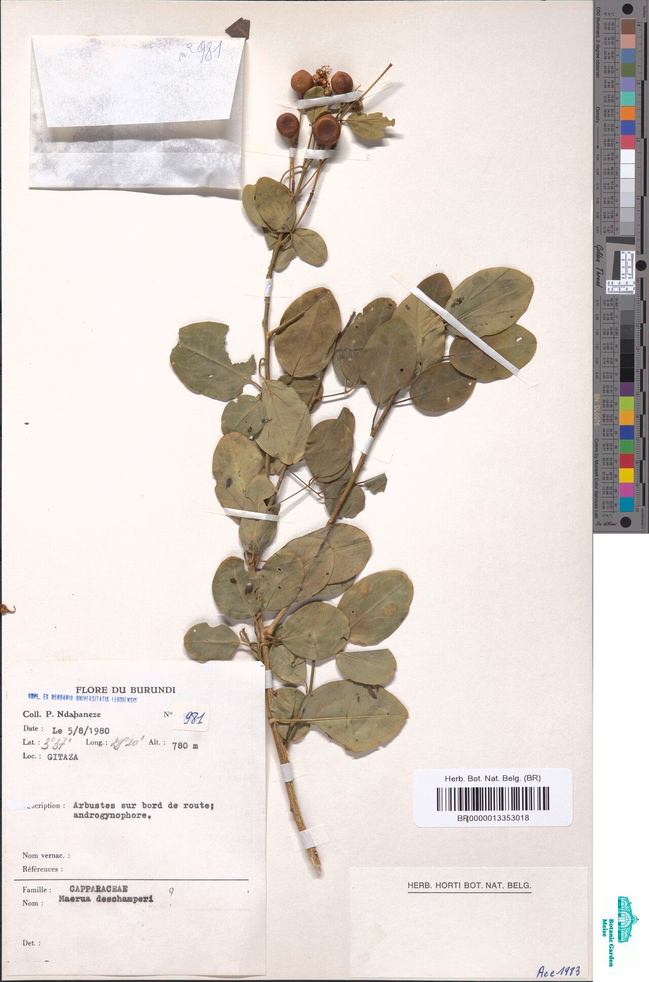 Maerua descampsii — search result for 'Maerua'