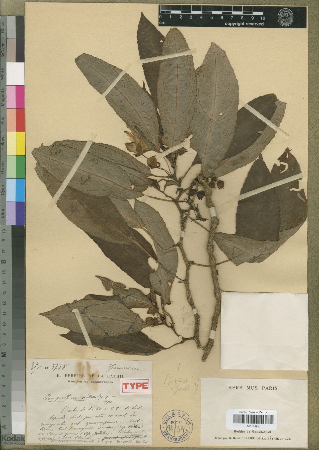 Impatiens rudicaulis — houseplant care guide