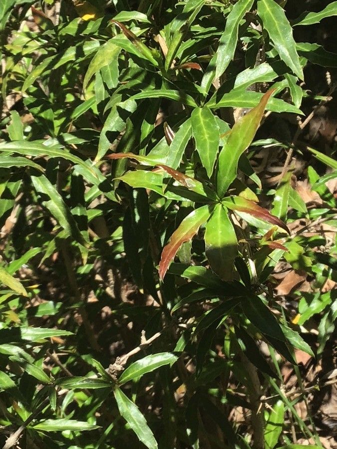 Berberis gagnepainii leaf