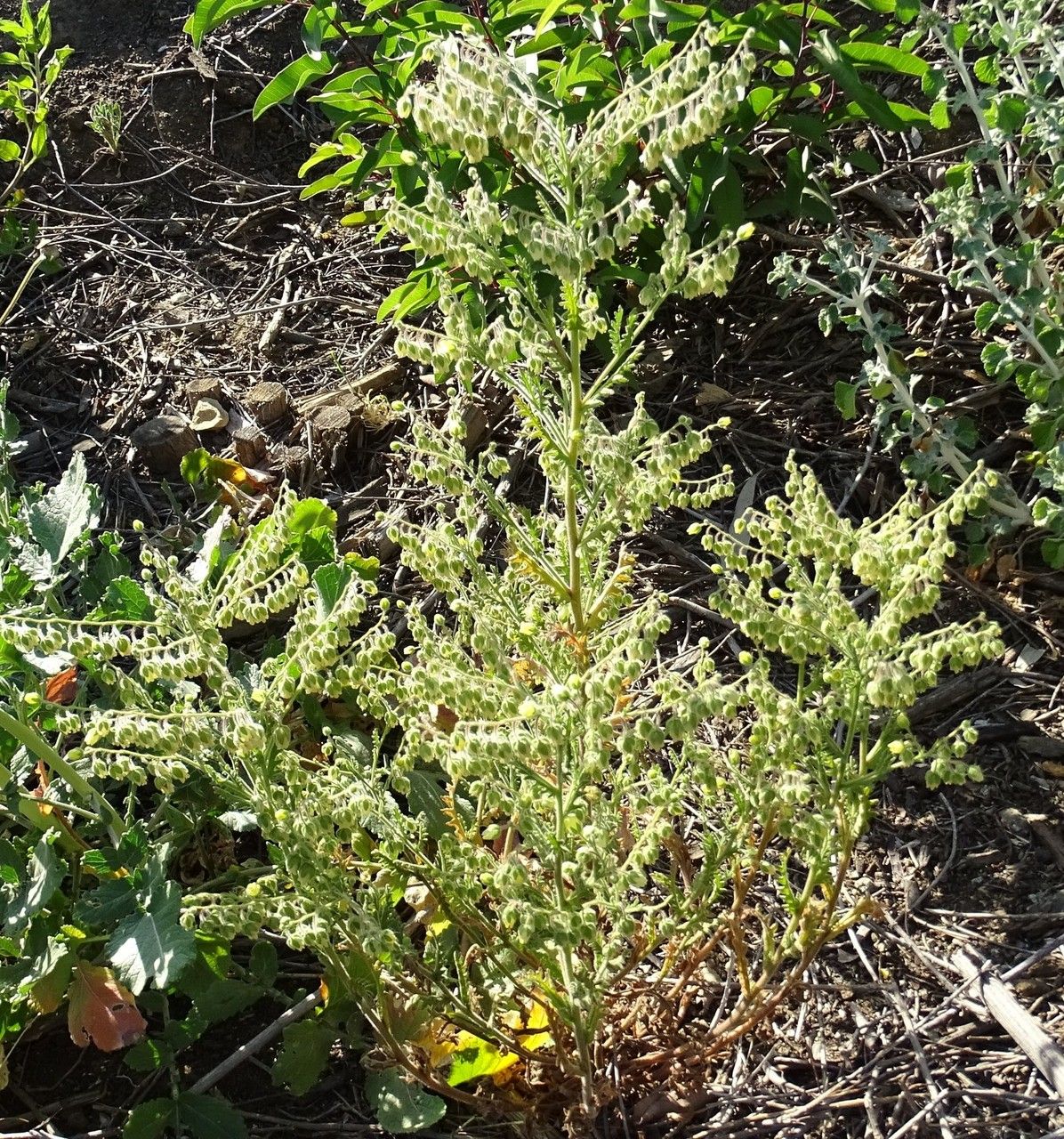 Emmenanthe penduliflora habit