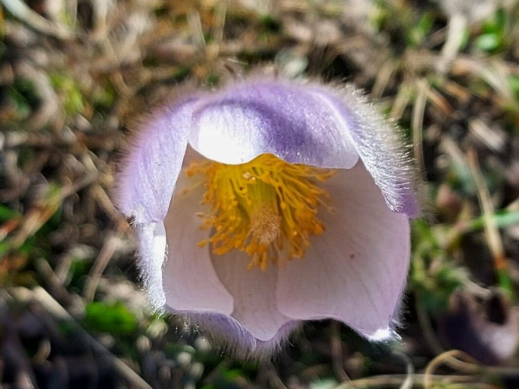 Anemone vernalis flower