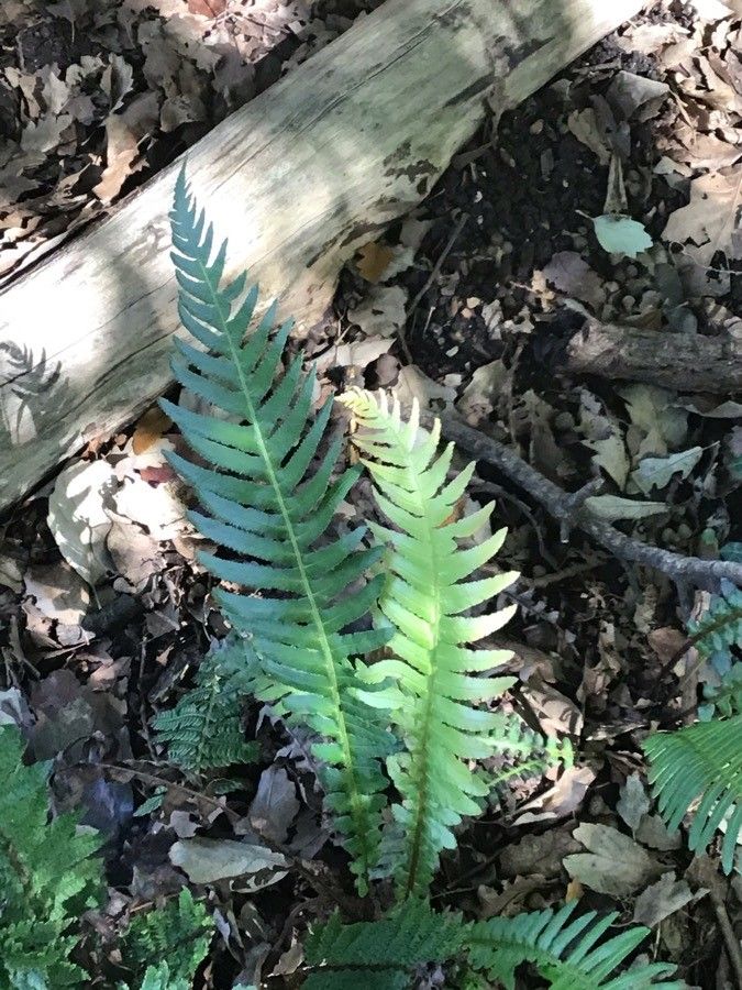 Blechnum maximum — houseplant care guide
