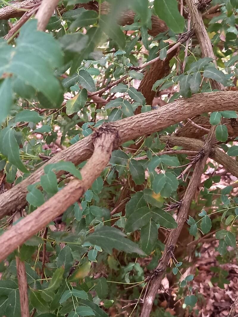 Mahonia fremontii bark