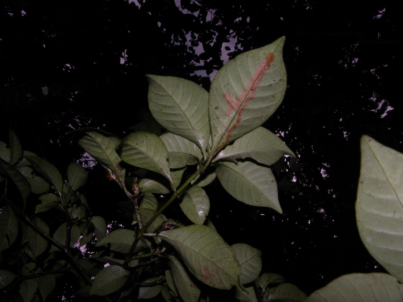 Psychotria parvifolia flower