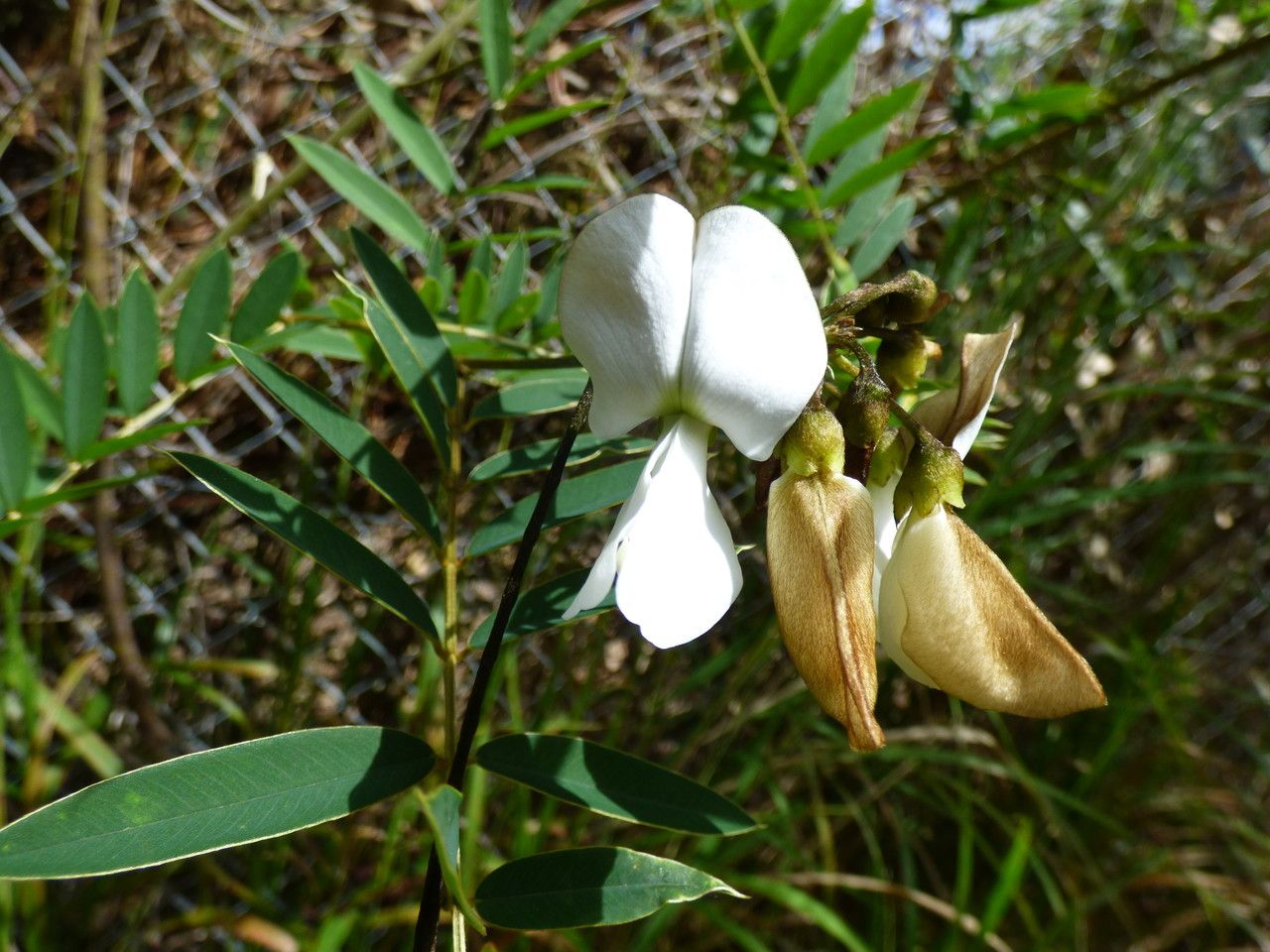 Tephrosia candida flower
