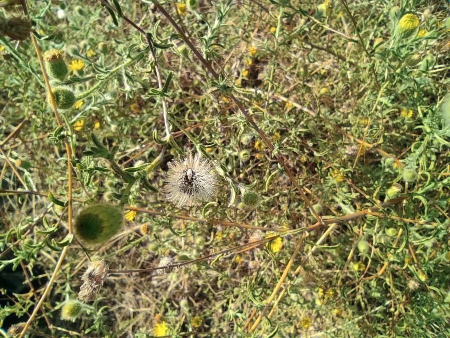 Pulicaria arabica fruit