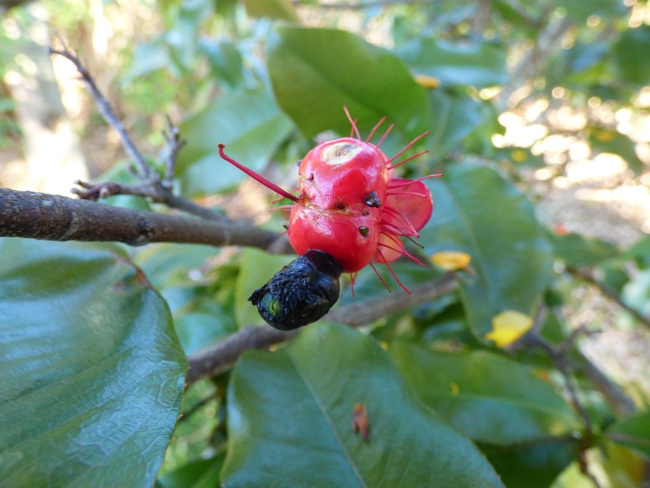 Ochna ciliata fruit